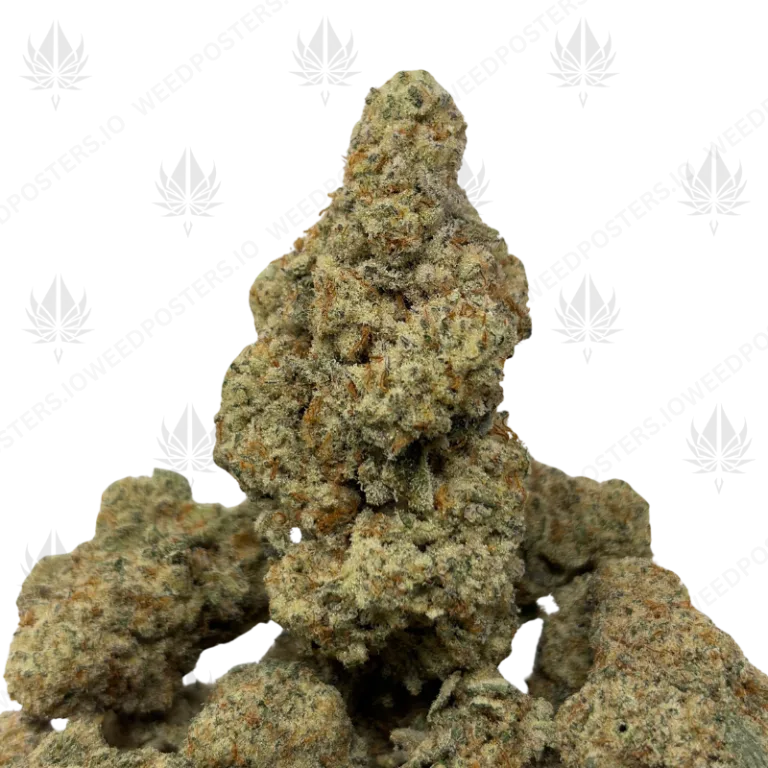 WIZARD X MAC DADDY (LSO EXOTICS)