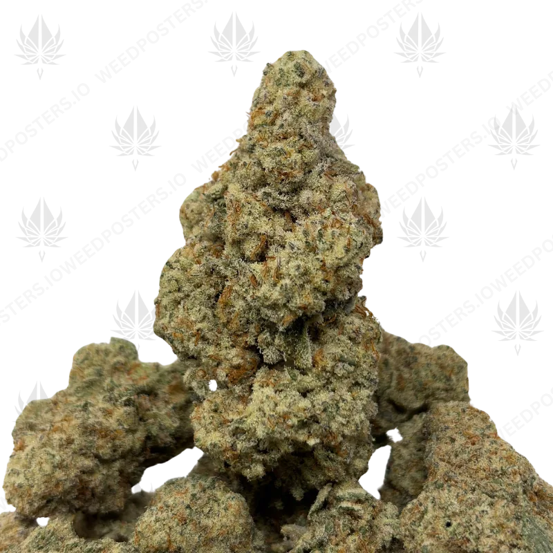 WIZARD X MAC DADDY (LSO EXOTICS)