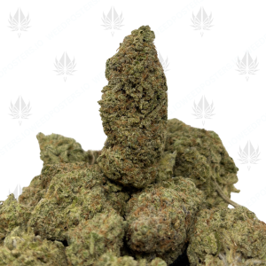 CITRUS SUNRISE (SATIVA) - Image 1