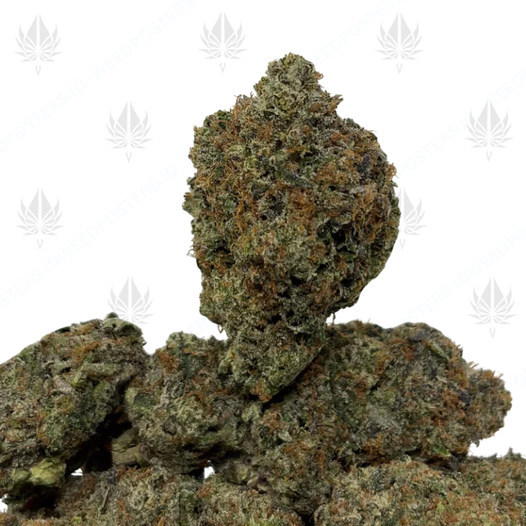 PINK PANTHER (LSO GAS)