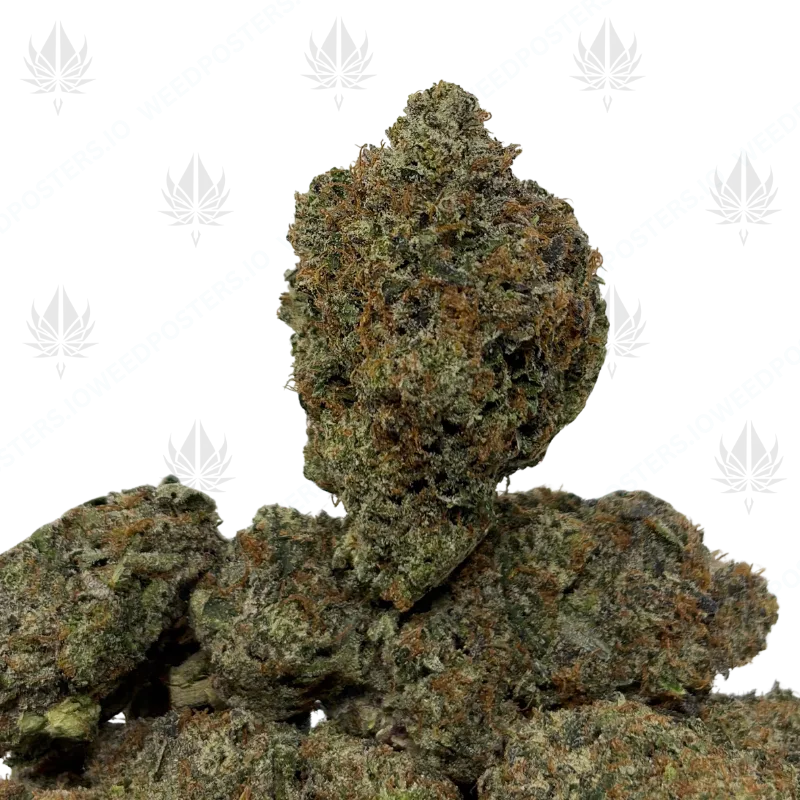 PINK PANTHER (LSO GAS)