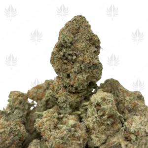 BLUEBERRY PANCAKES (TRIP EXOTICS) - Image 1