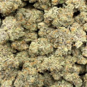 CHEETAH PISS (QUAD EXOTICS) - Image 3