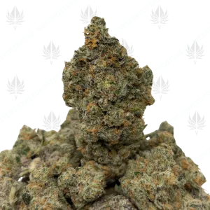 CHEETAH PISS (QUAD EXOTICS) - Image 1