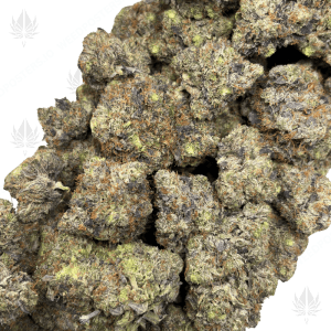 CHAPO OG (QUAD GAS) - Image 2