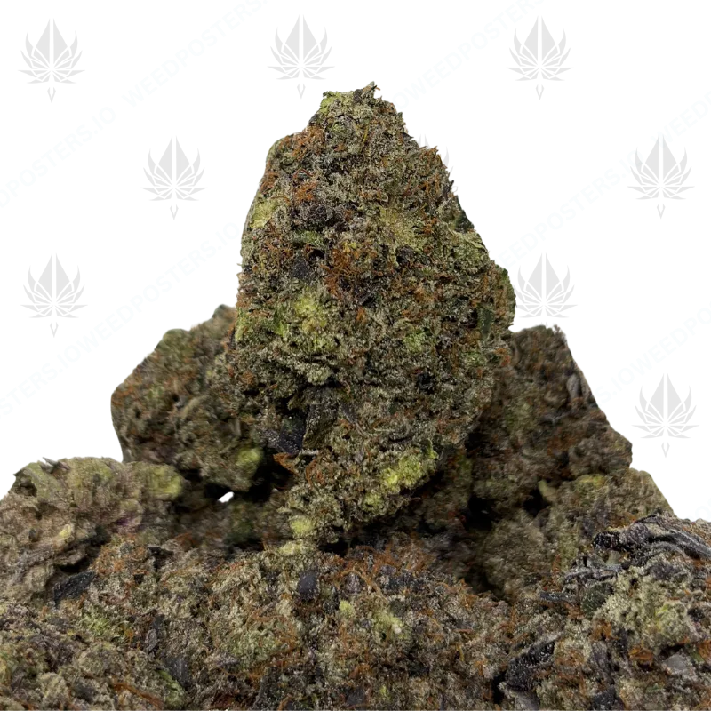 CHAPO OG (QUAD GAS)