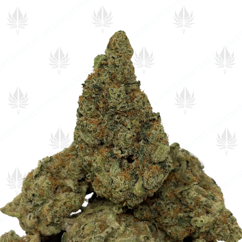 APPALACHIAN HAZE (SATIVA)