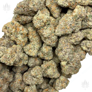 WIZARD FRITTER (QUAD EXOTICS) - Image 2