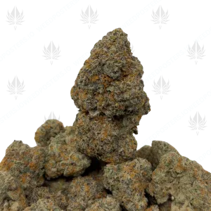 WIZARD FRITTER (QUAD EXOTICS) - Image 1