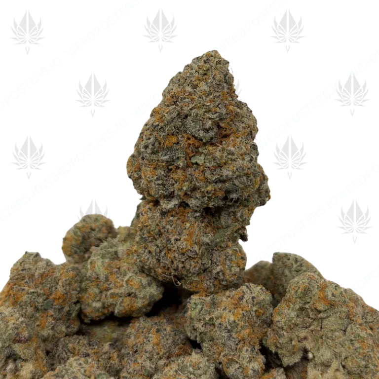 WIZARD FRITTER (QUAD EXOTICS)
