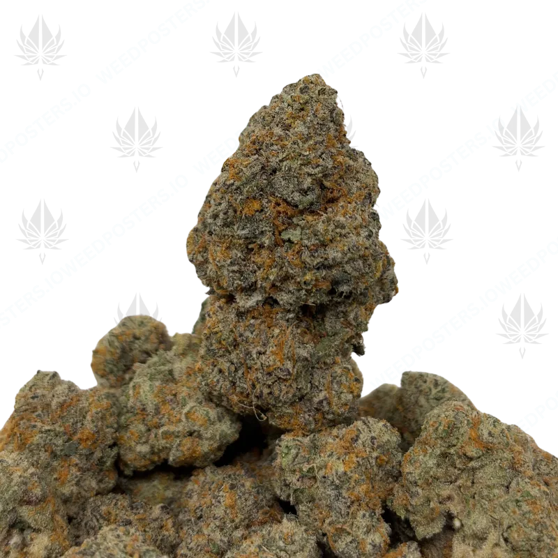 WIZARD FRITTER (QUAD EXOTICS)