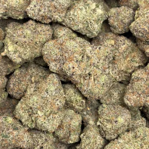GASTRO GOOP (QUAD EXOTICS) - Image 3