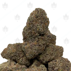 PURPLE GRIMACE (QUAD EXOTICS) - Image 1