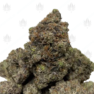 SAPPHIRE PINK (QUAD GAS) - Image 1