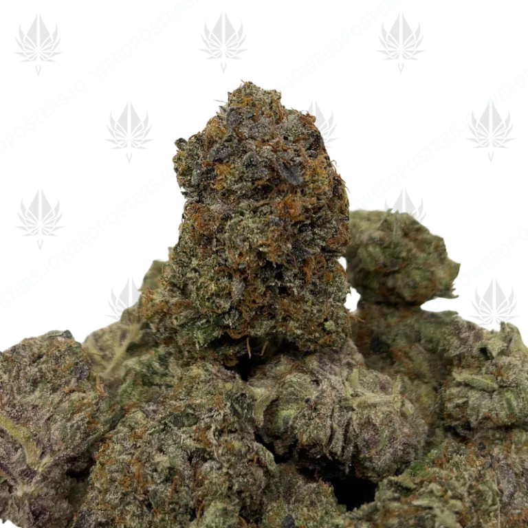 PINK TOMMY (QUAD GAS)