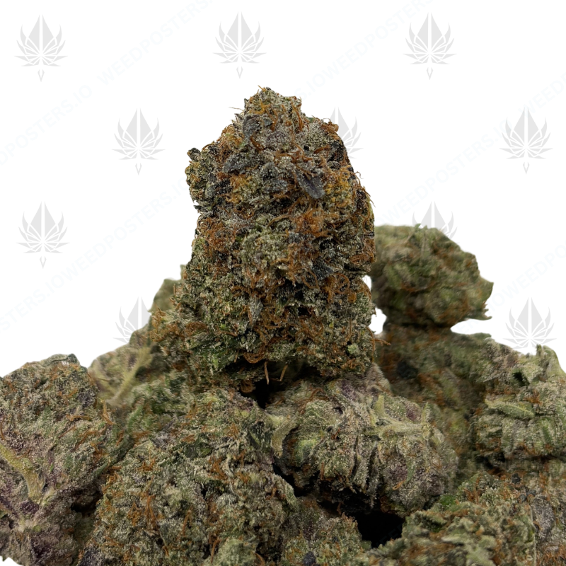 PINK TOMMY (QUAD GAS)