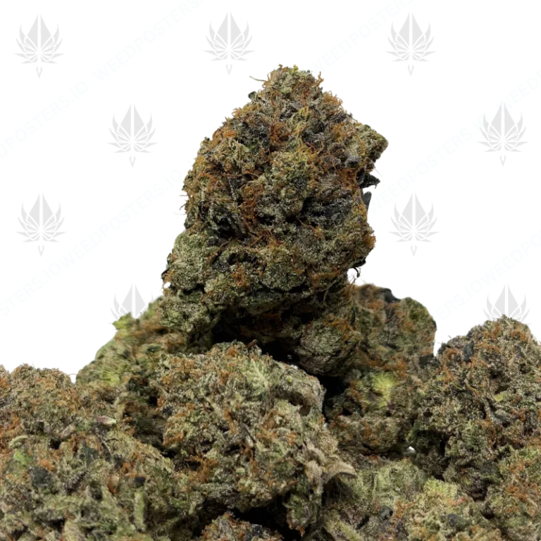 LUCIFER PINK (QUAD GAS)