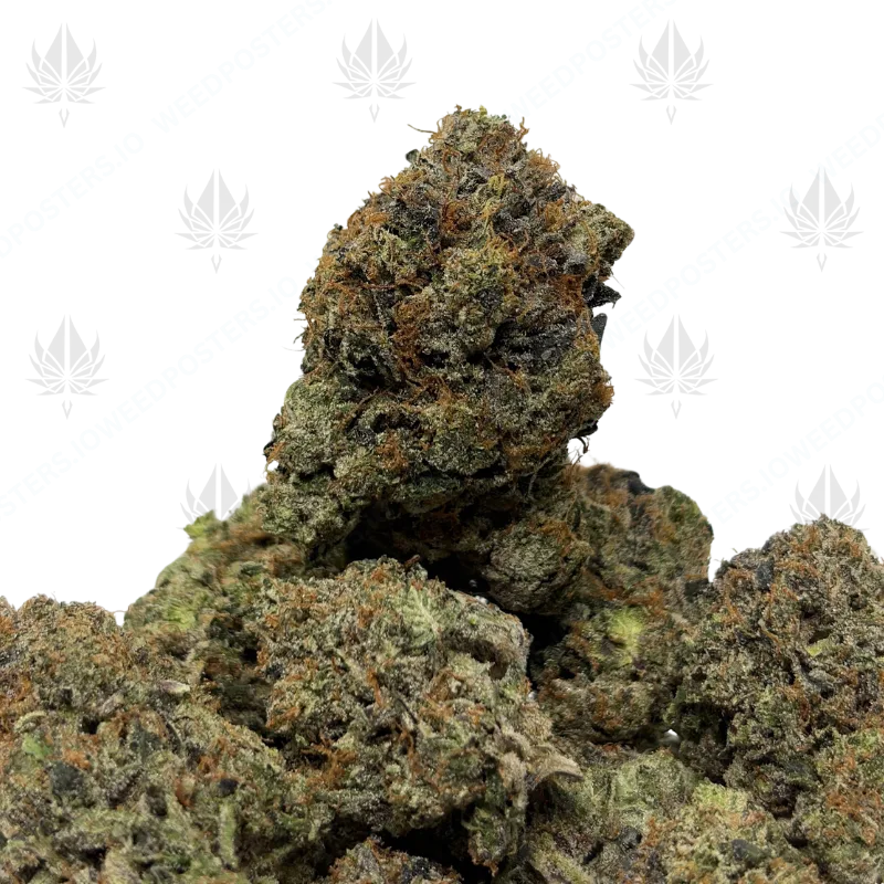 LUCIFER PINK (QUAD GAS)