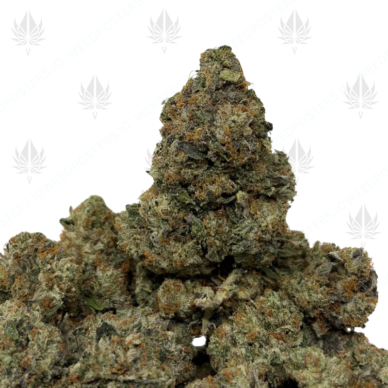 JUGGERNAUT PINK (LSO GAS)
