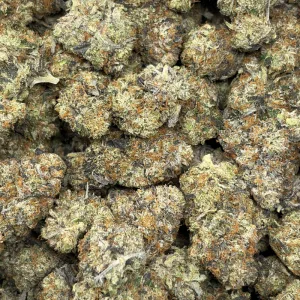 PINK BUCKSHOT (LSO GAS) - Image 3