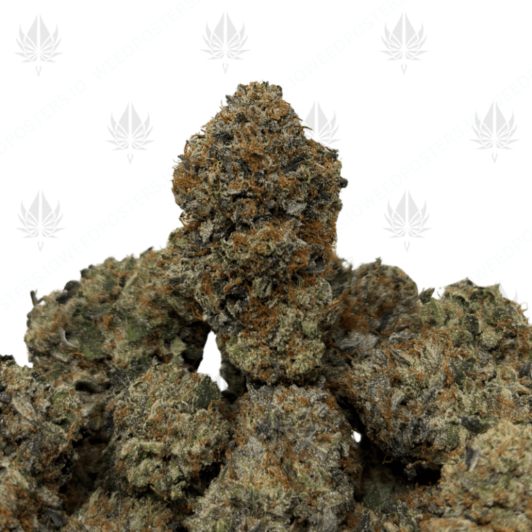 PINK BUCKSHOT (LSO GAS)
