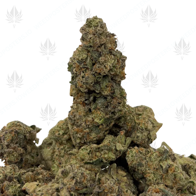 ROYAL GAS (LSO EXOTICS)