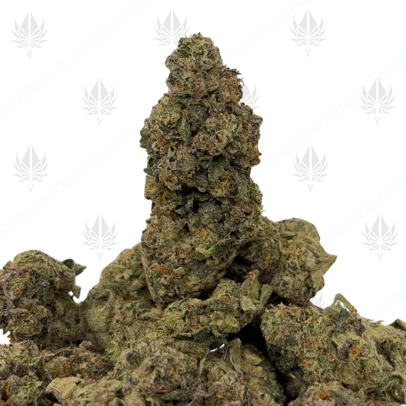 ROYAL GAS (LSO EXOTICS)