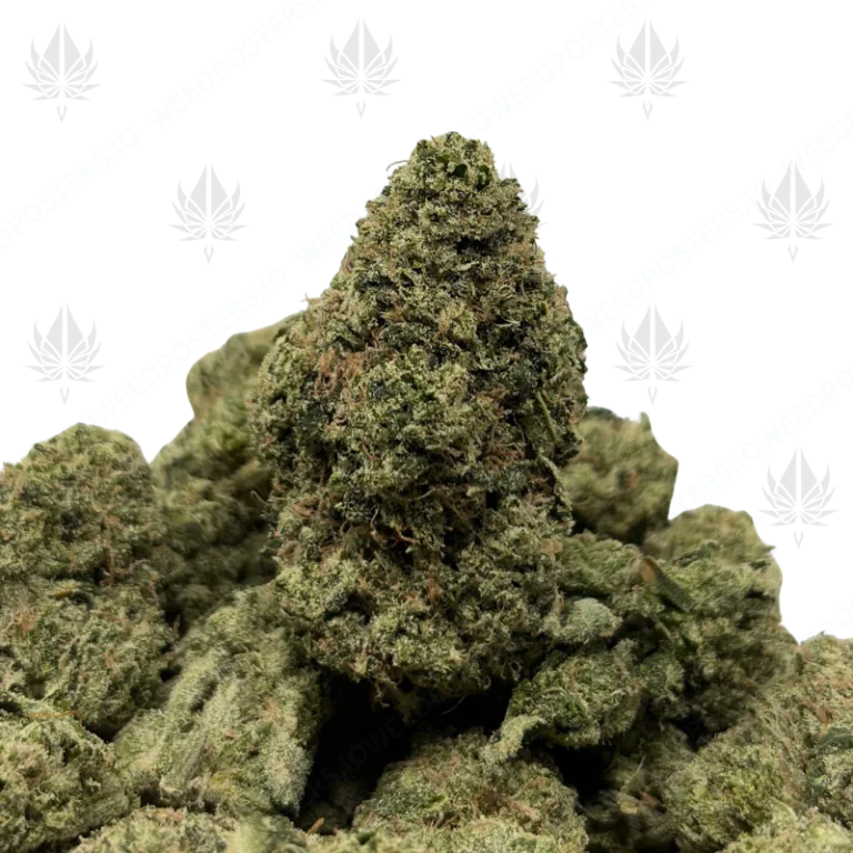 MVP (LSO EXOTICS)