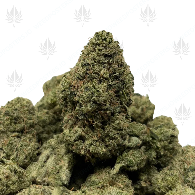 MVP (LSO EXOTICS)