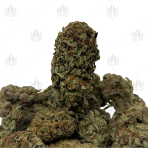 ANIMAL COOKIES (LOWS) - Image 1