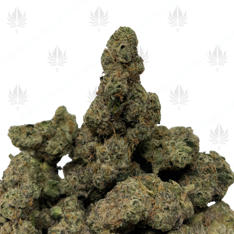 WILD RUNTZ (LSO EXOTICS)