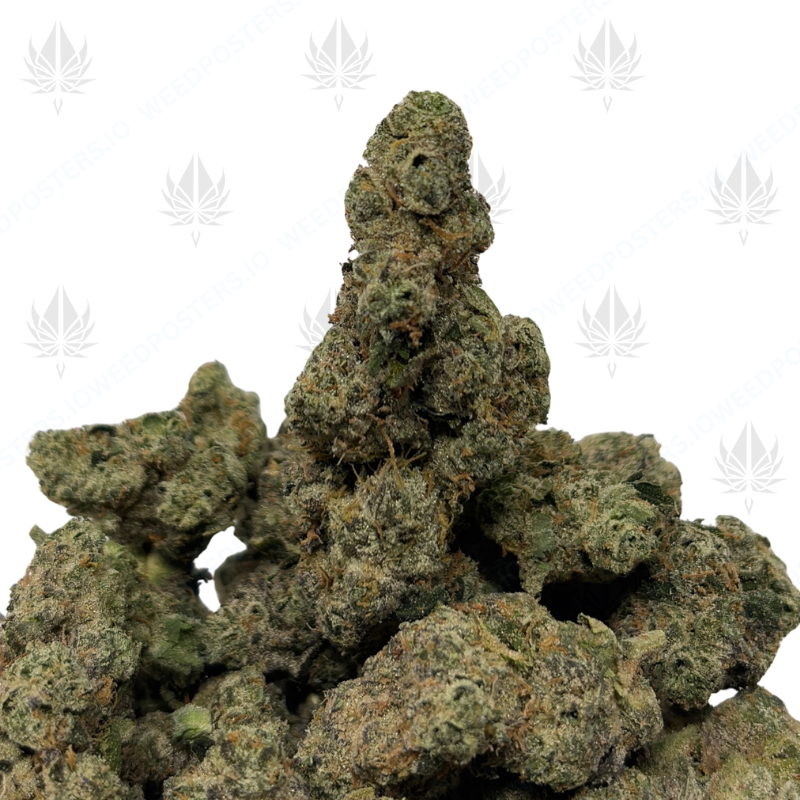 WILD RUNTZ (LSO EXOTICS)