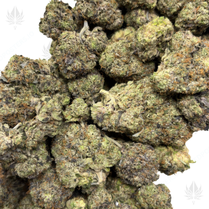 PRIMO PINK (QUAD GAS) - Image 2