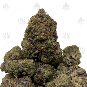 PRIMO PINK (QUAD GAS) - Image 1