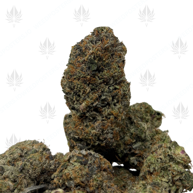PINK KRAKEN (LSO GAS)