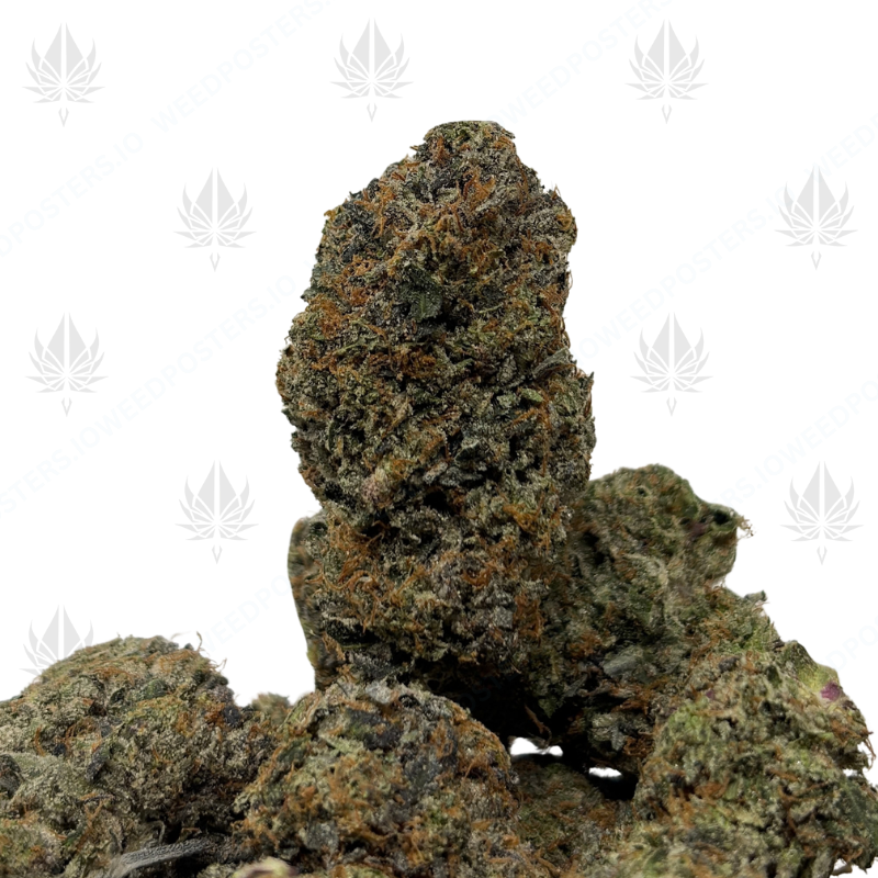 PINK KRAKEN (LSO GAS)