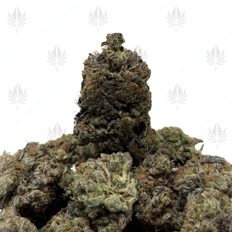 TOXIC PINK (LSO GAS)
