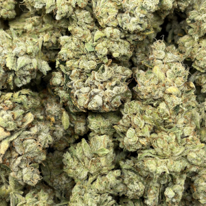 SLEEPING WITH THE STARS (LSO EXOTICS) *PHENO TESTER* - Image 3