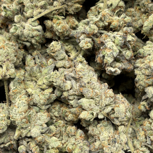 YSL (LSO EXOTICS) *PHENO TESTER* - Image 3