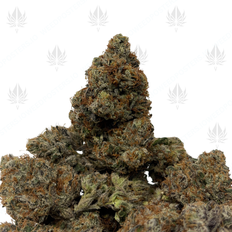 BLUE ZUSHI (LSO EXOTICS)
