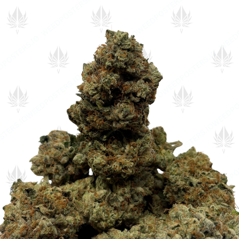TRUST FUND GLUE (LSO EXOTICS)