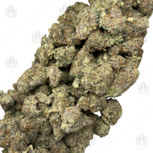 WIZARD X BEACH WEDDING (LSO EXOTICS) - Image 2