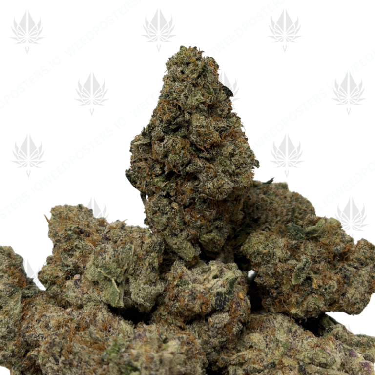 WIZARD X BEACH WEDDING (LSO EXOTICS)