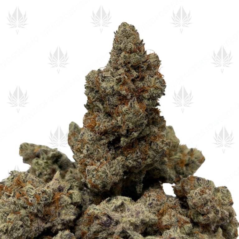 WIZARD X LEMON KUSH CAKE (LSO EXOTICS)