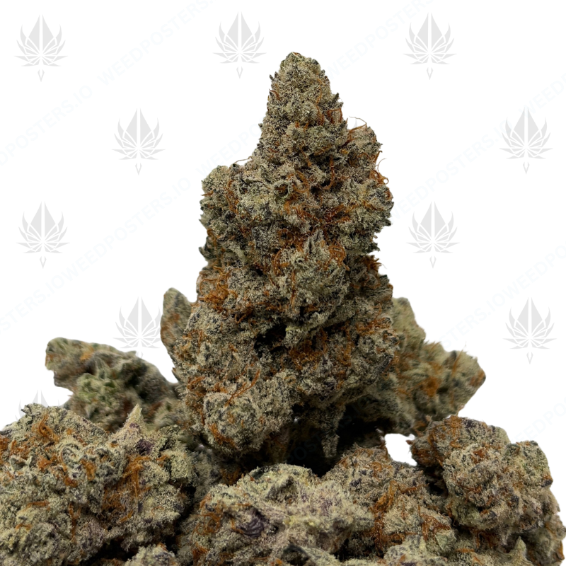WIZARD X LEMON KUSH CAKE (LSO EXOTICS)