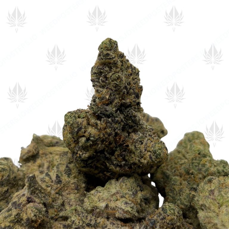 THUG PLUG (QUAD EXOTICS)
