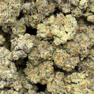 SUNSET SHERBERT (QUAD EXOTICS) - Image 3