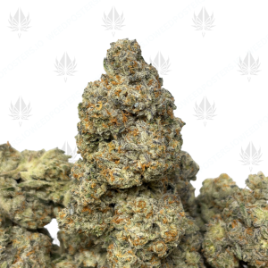 SUNSET SHERBERT (QUAD EXOTICS) - Image 1