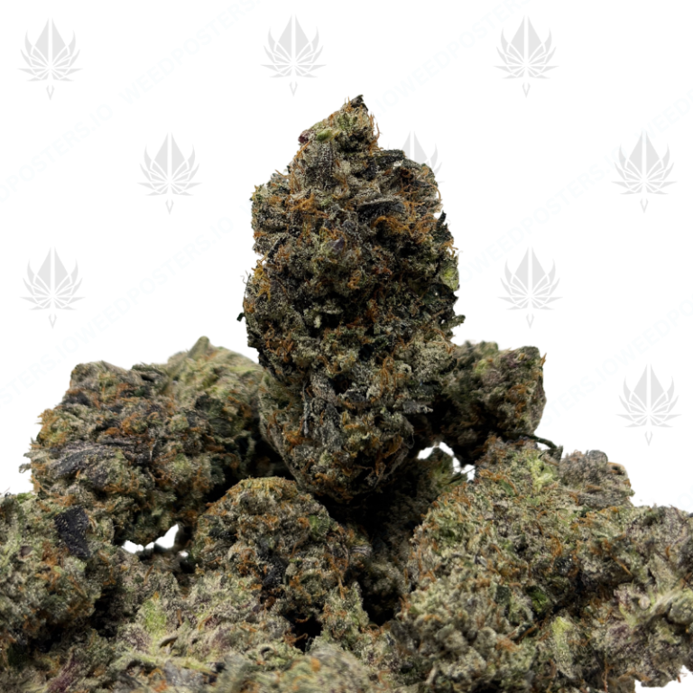 KNOCKOUT PINK (LSO GAS)