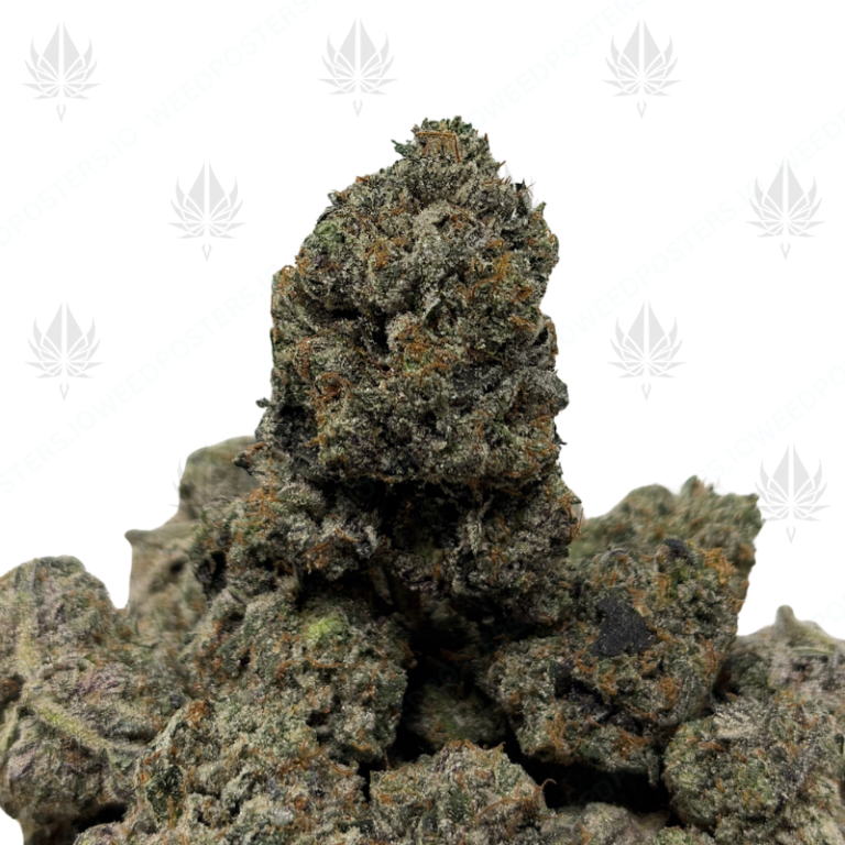 GODFATHER PINK (LSO GAS)